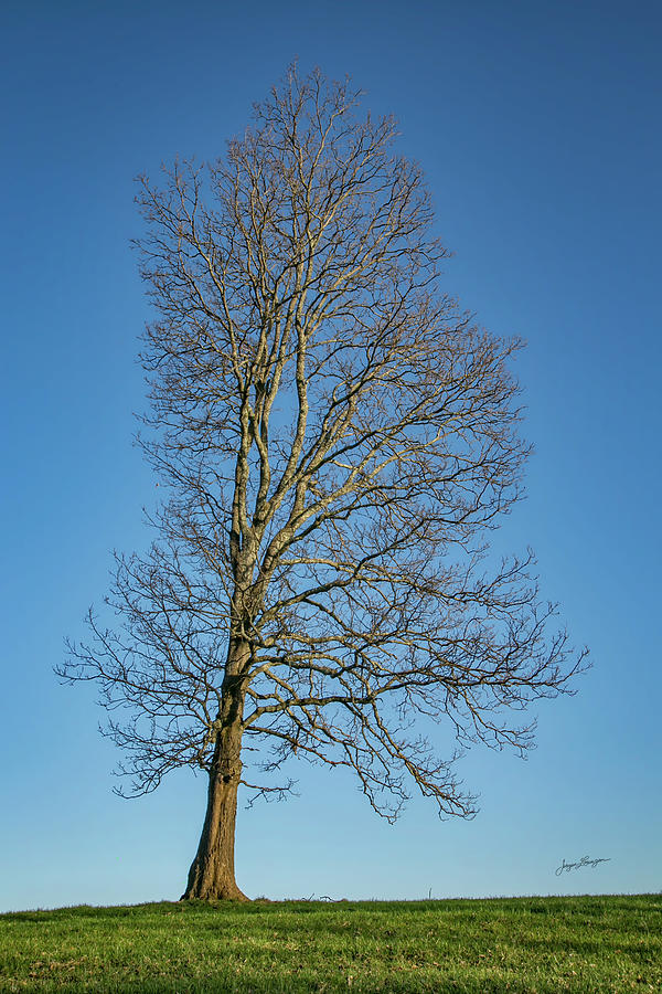 Lone Tree Photograph by Jurgen Lorenzen