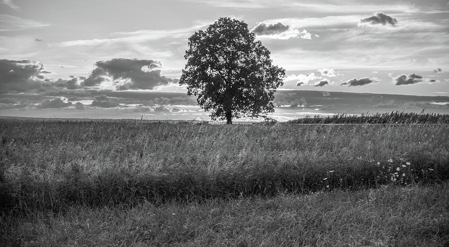 Lone Tree Photograph by Kristopher Schoenleber
