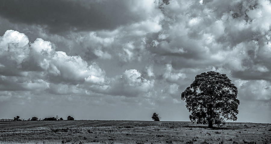 Lone Tree Landscape, Black and White Photograph by Marcy Wielfaert