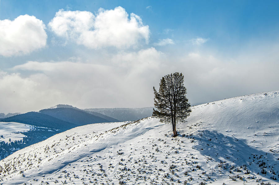 Lone Tree Landscape, Yellowstone Winter Photograph by Marcy Wielfaert