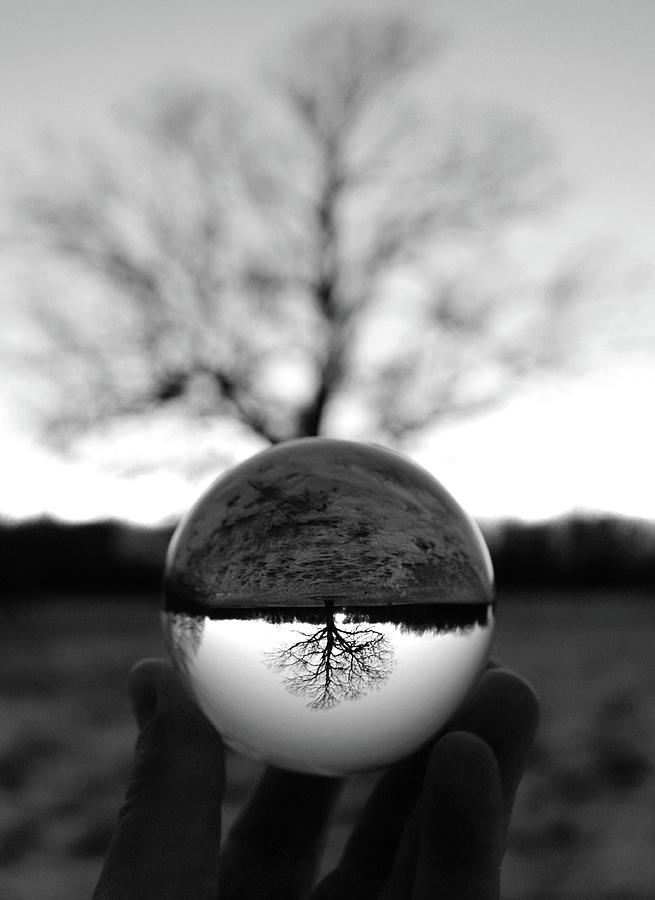 Lone Tree Lensball B W Photograph by David T Wilkinson