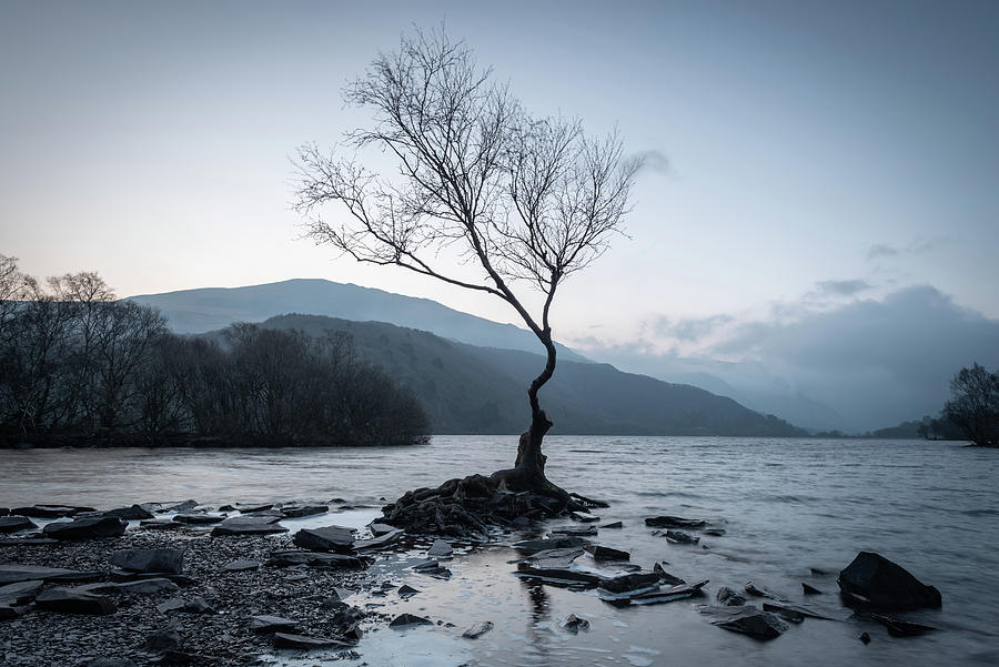 Lone Tree, Llanberis, Snowdonia, Wales, UK Photograph by Sarah Howard
