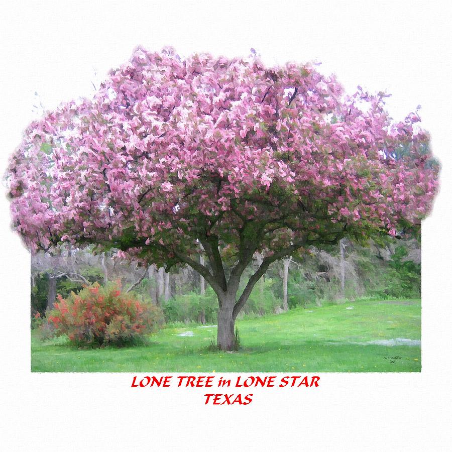 Lone Tree - Lone Star - Texas Mixed Media