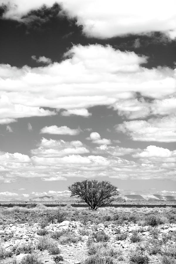Lone Tree Photograph by Mia Badenhorst