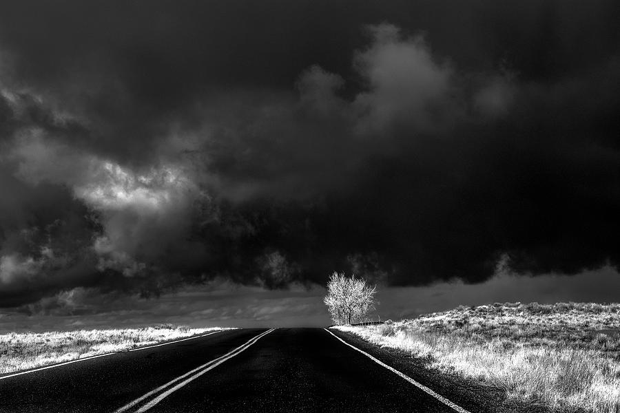 Lone Tree Monochrome on the Road to the Painted Desert Photograph by Wayne King
