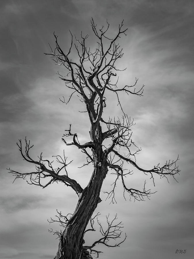 Lone Tree Monument Valley UT BW Photograph by David Gordon