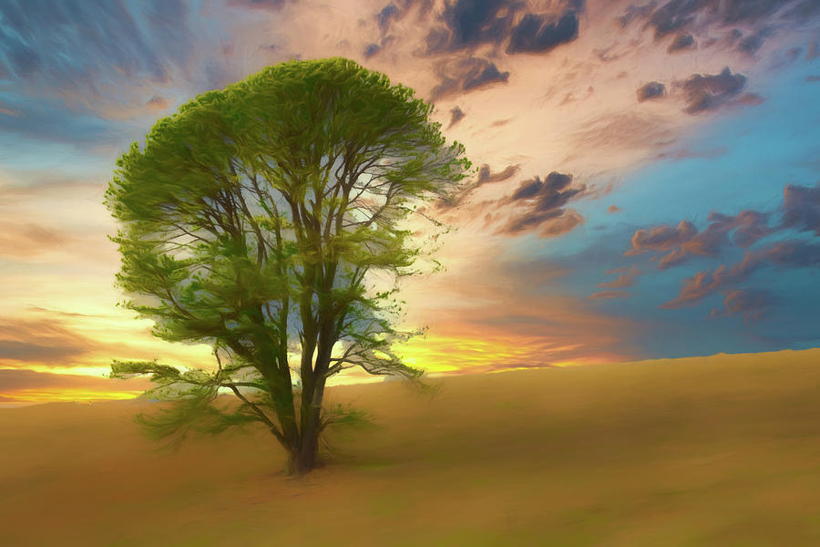 Mountain Photograph - Lone Tree on a Blue Ridge Hill ap 808 by Dan Carmichael