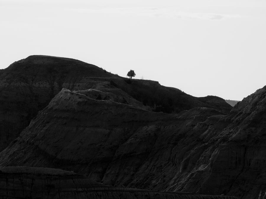 Lone Tree On A Butte Photograph by Amanda R Wright