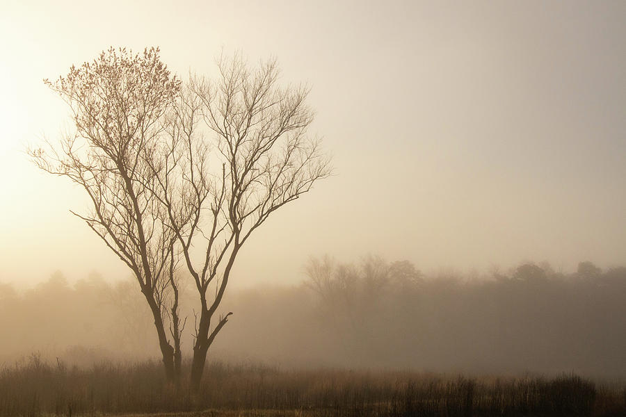 Lone Tree On A Foggy Morning Photograph by Kristia Adams