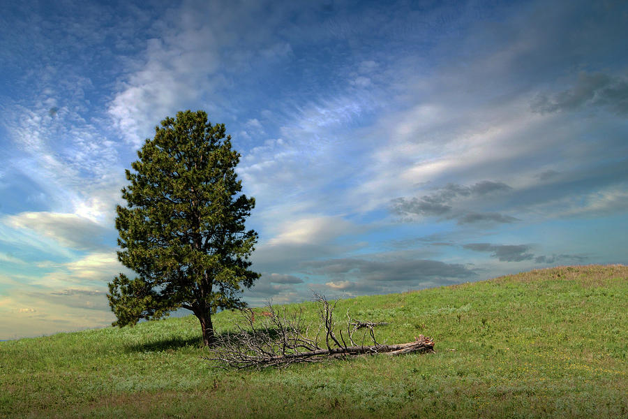 Lone Tree on a Hill in Summer Photograph by Randall Nyhof