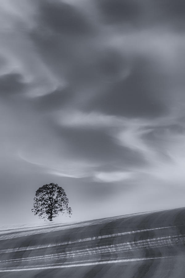 Lone Tree on a Hillside Photograph by Don Schwartz