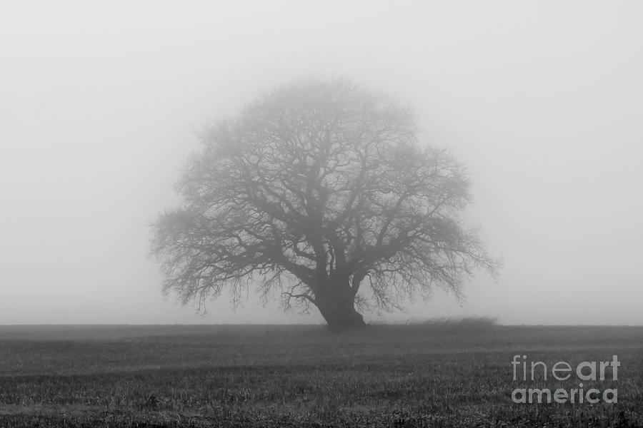 Lone Tree On A Misty Morning monochrome Photograph by Terri Waters