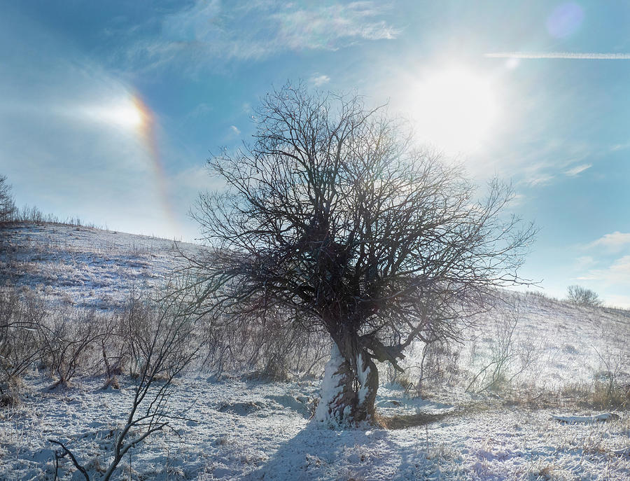 Winter Photograph - Lone Tree On A Sundog Winter Morning by Phil And Karen Rispin