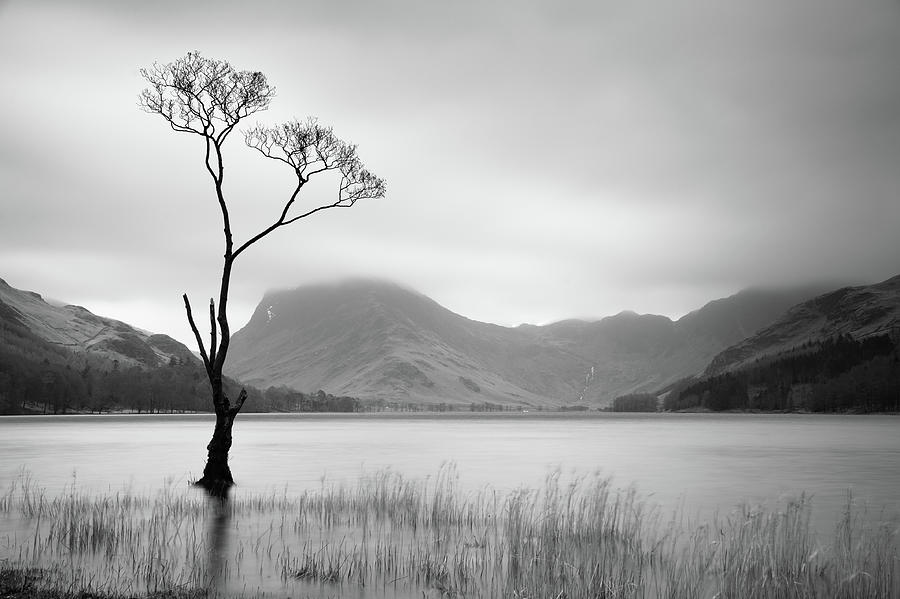 Lone Tree, Buttermere, Lake District, England, UK Photograph by Sarah Howard
