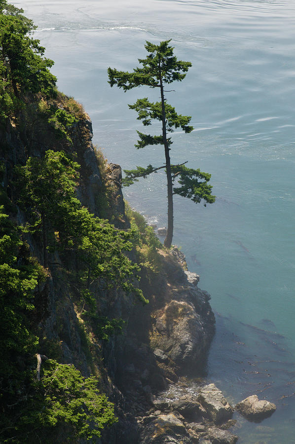 Lone Tree on Cliff Photograph by Tara Krauss