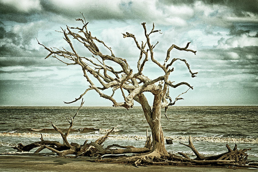 Lone Tree on Jekyll Islands Driftwood Beach 112 Photograph by Bill Swartwout