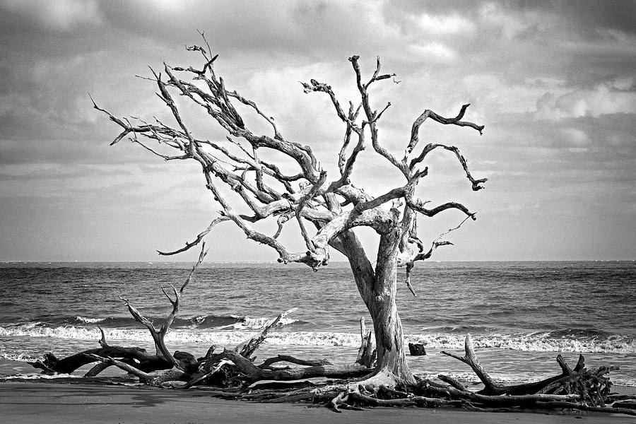 Lone Tree on Jekyll Islands Driftwood Beach 113 Photograph by Bill Swartwout