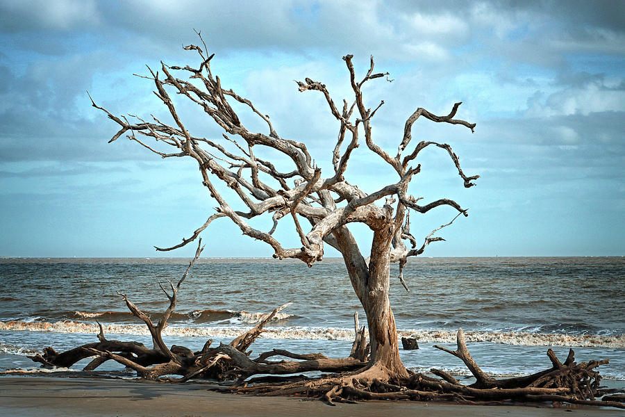 Lone Tree on Jekyll Islands Driftwood Beach 114 Photograph by Bill Swartwout