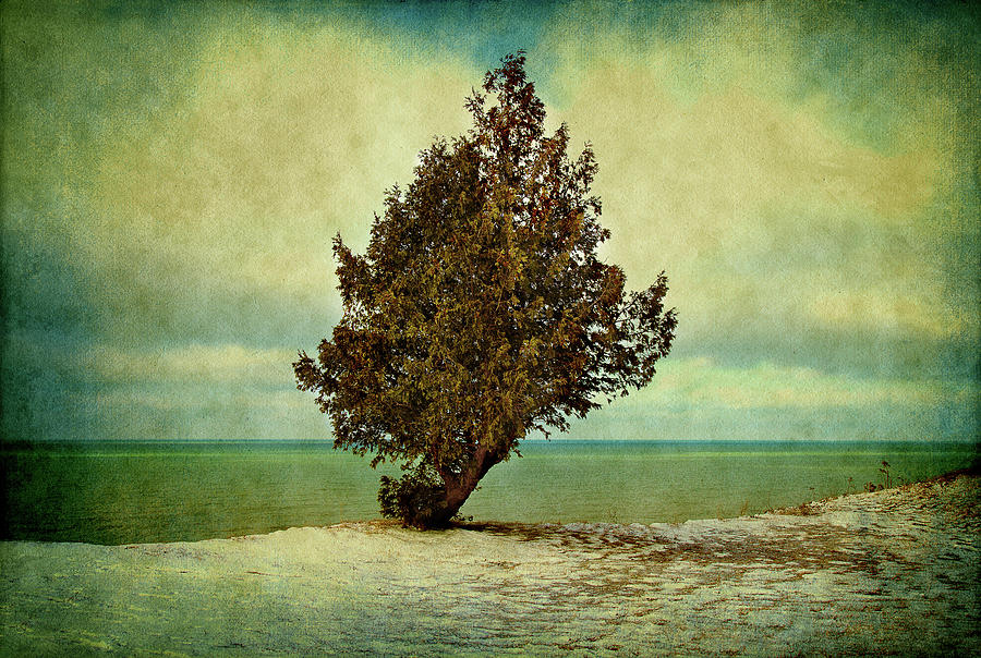 Lone Tree on the Beach Photograph by Milena Ilieva
