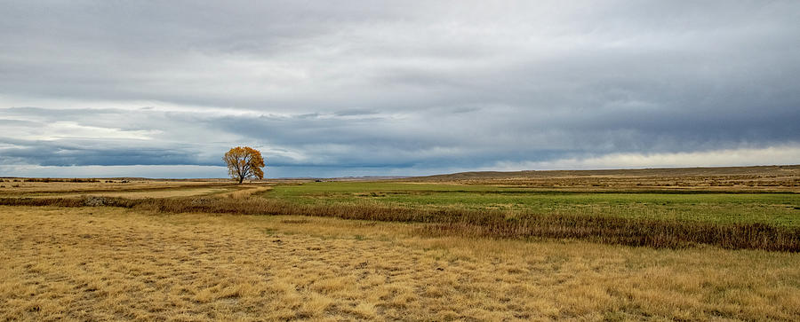 Lone Tree on the Prairie Photograph by Mark Duehmig