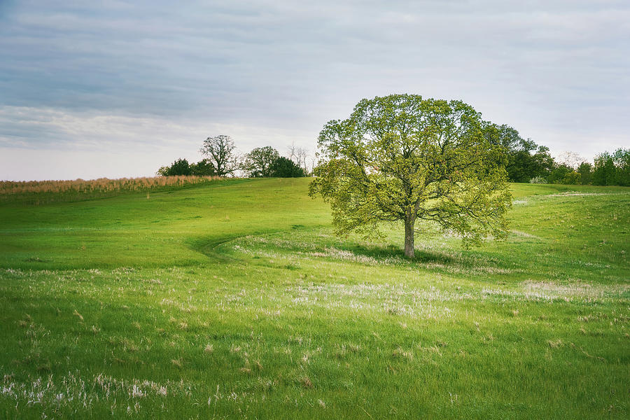 Lone Tree On The Prairie Photograph