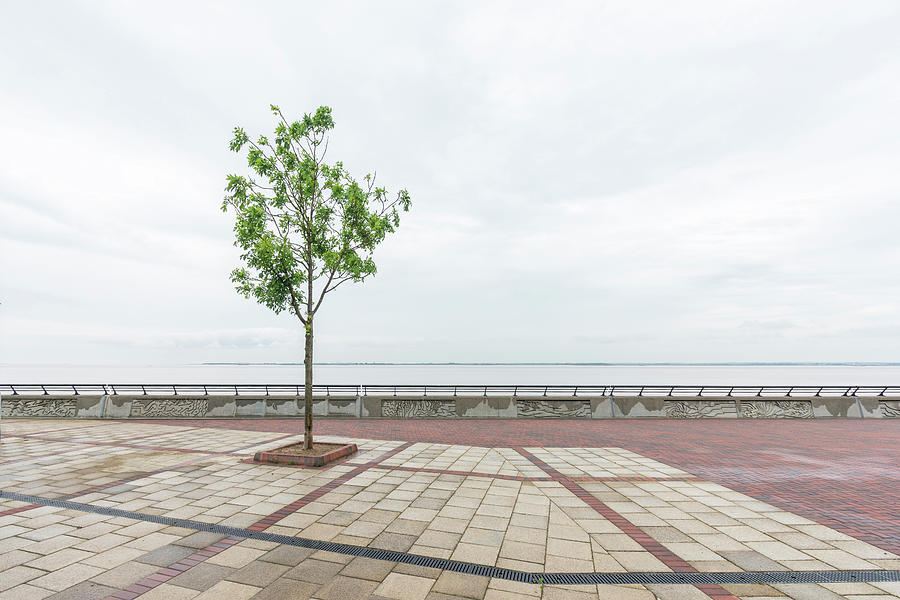 Lone Tree on The Prom Photograph by Stuart Allen