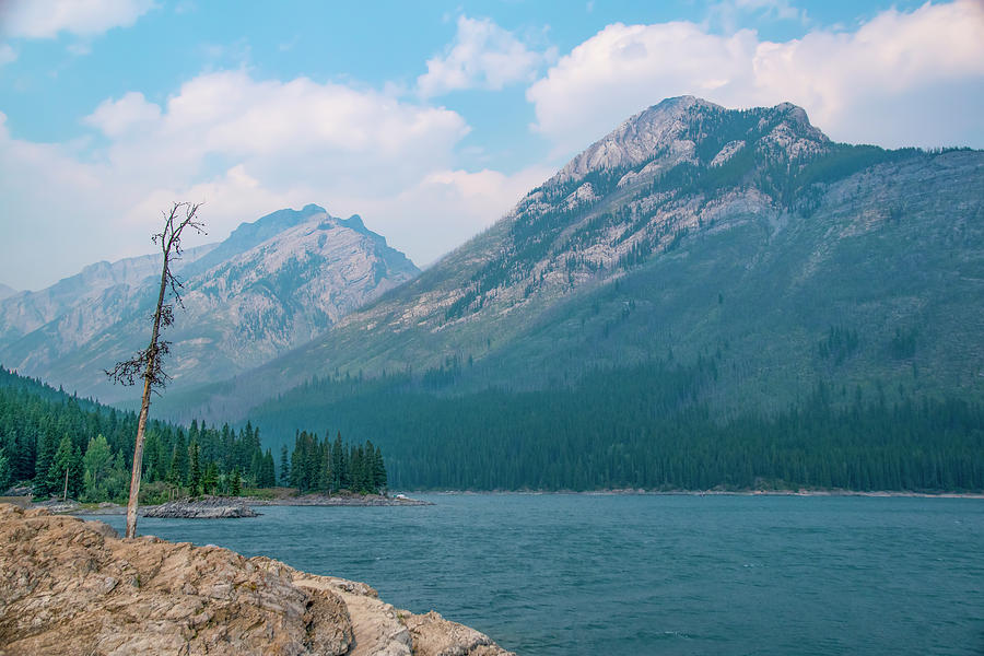 Lone Tree On The Rocky Shore Of A Glacial Lake Photograph
