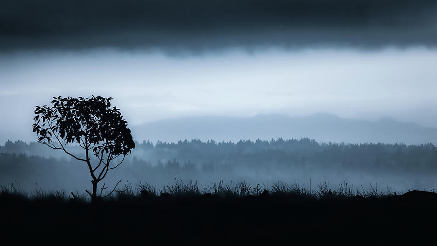 Lone Tree on Vashon Photograph by Don Schwartz