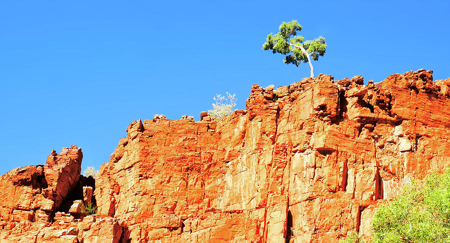 Lone Tree - Ormiston Gorge Photograph by Lexa Harpell