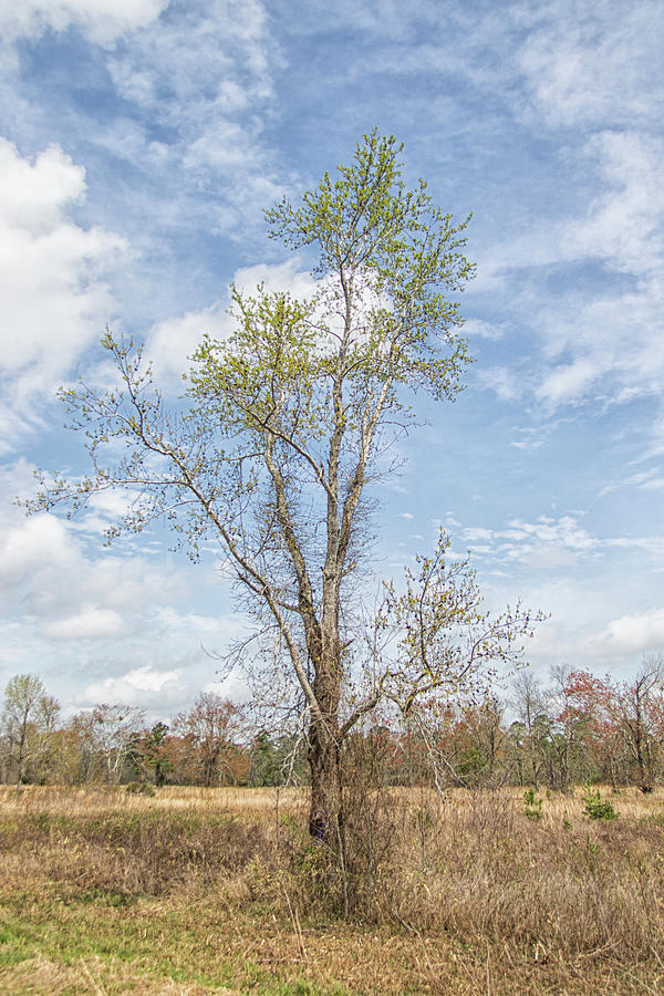 Lone Tree - Outstanding in its Field Photograph by Bob Decker