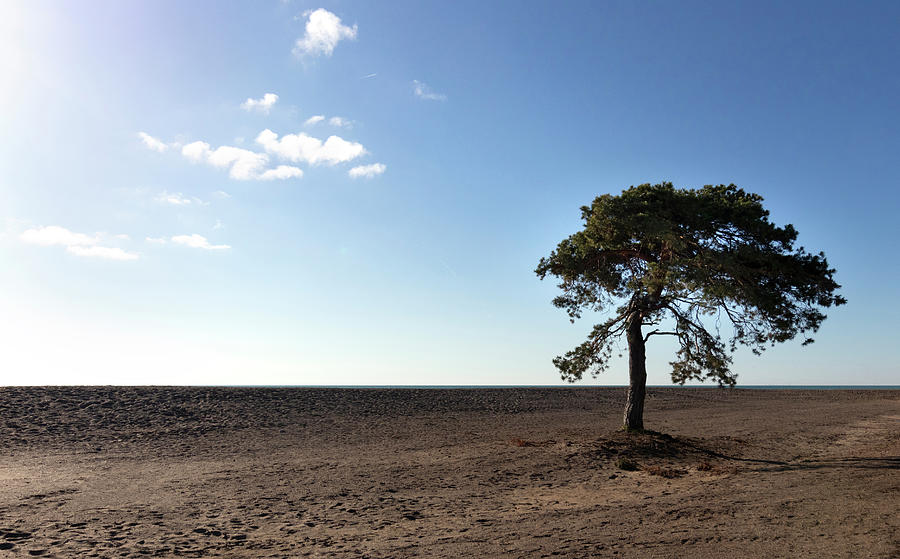 Lone Tree Photograph by Patty Colabuono