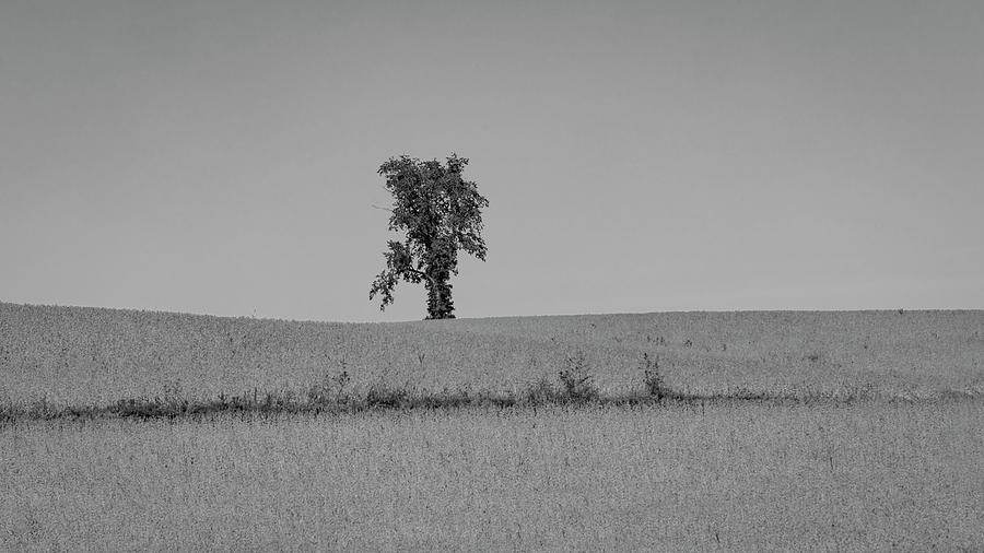 Lone Tree Photograph by Ray Congrove