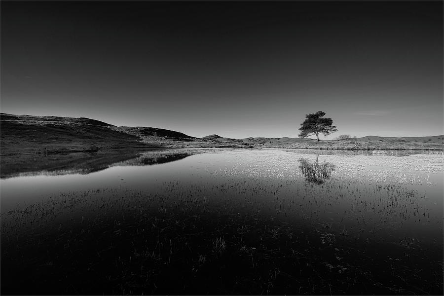 Black And White Photograph - Lone Tree Reflection In A Lake District Tarn 570 by Philip Chalk