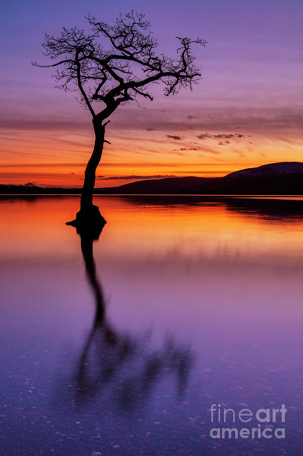 Lone tree reflections at Milarrochy Bay, Loch Lomond, Scotland Photograph by Neale And Judith Clark