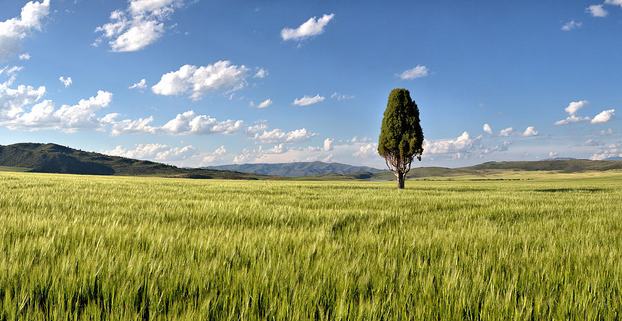 Lone Tree Standing Photograph by David Andersen
