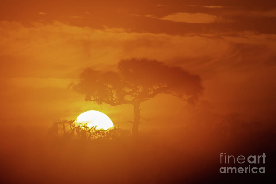 Lone Tree Sunrise Photograph by Tom Claud