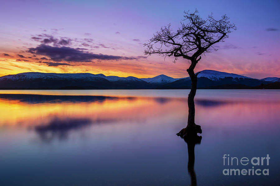 Lone tree sunset at Milarrochy Bay, Loch Lomond, Scotland Photograph by Neale And Judith Clark