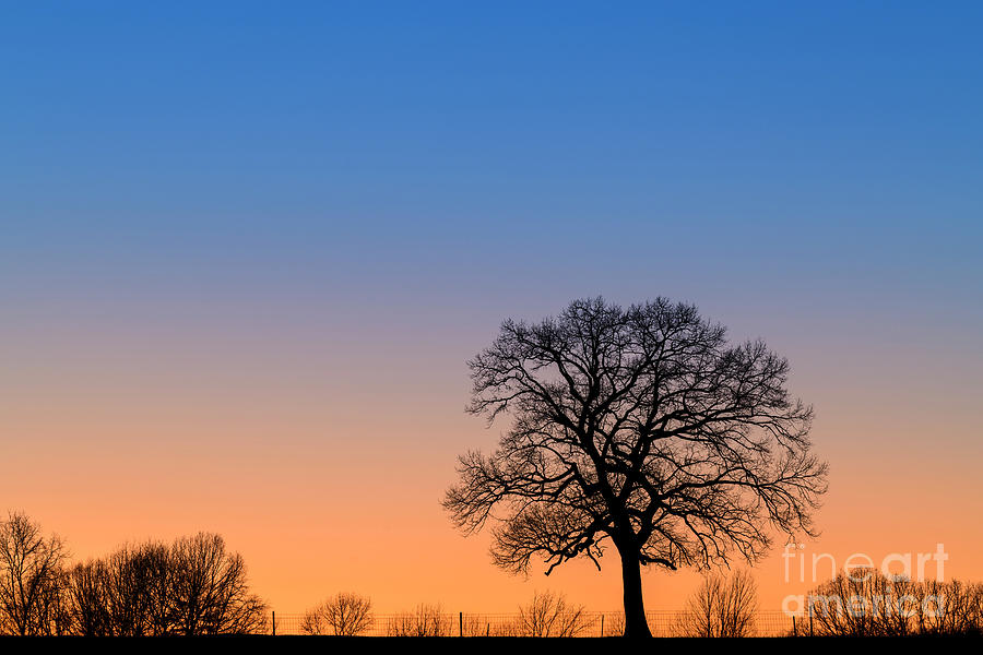 Winter Photograph - Lone Tree Sunset - D012599 by Daniel Dempster