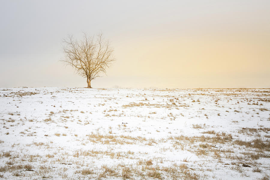 Lone Tree Sunset Photograph by Jordan Hill