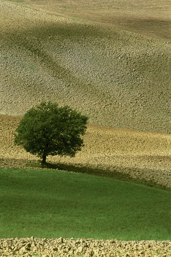 Lone Tree, Tuscany, Italy Photograph by Sarah Howard