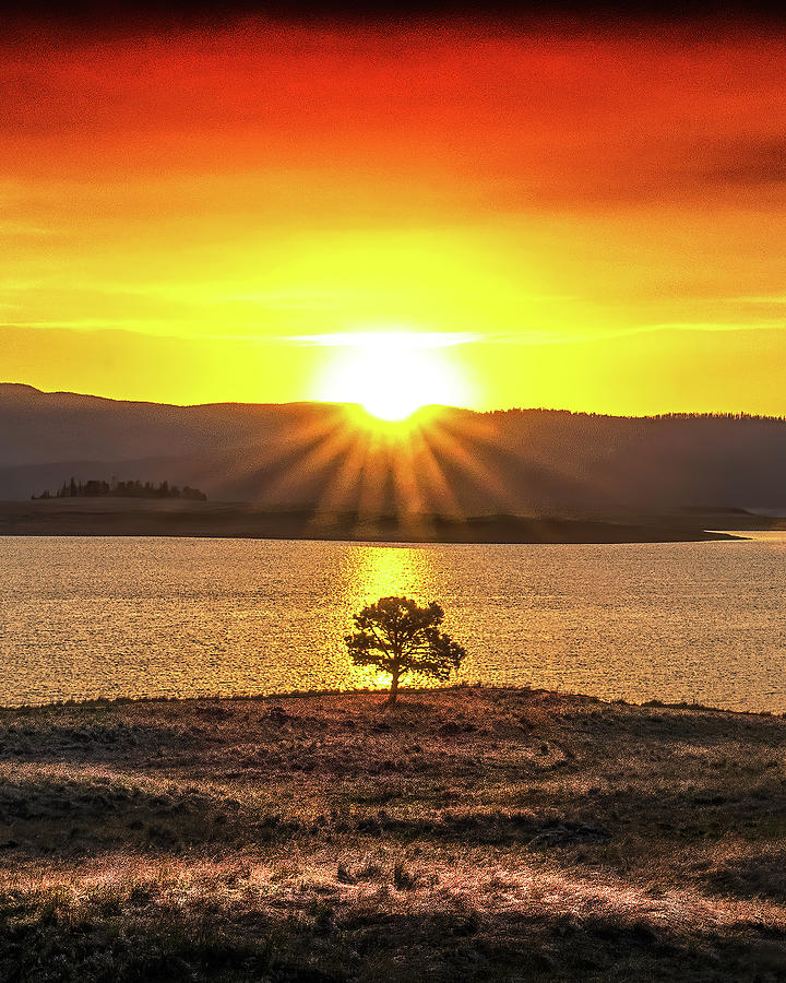 Lone Tree Vertical, Big Lake, Arizona,  Photograph by Don Schimmel