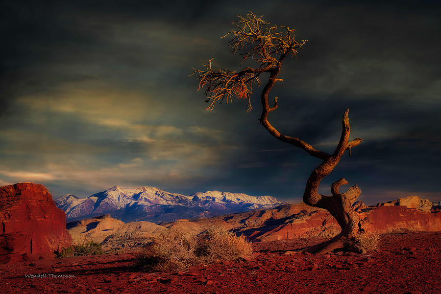 Lone Tree Photograph by Wendell Thompson