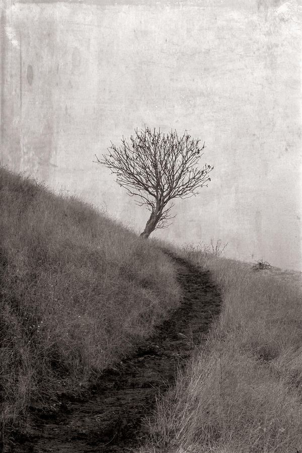 Lone tree where the path ends Photograph by Alessandra RC