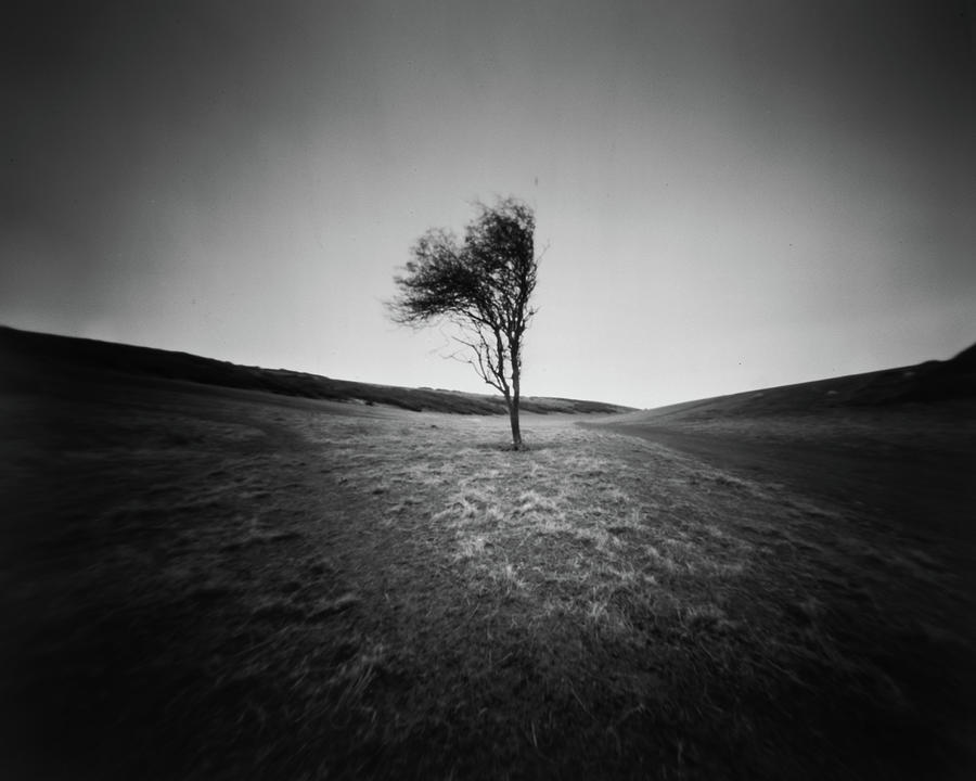 Lone tree Photograph by Will Gudgeon