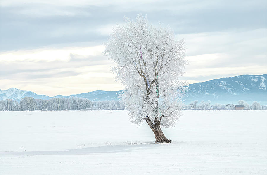 Lone Tree Winter Landscape Photograph by Marcy Wielfaert