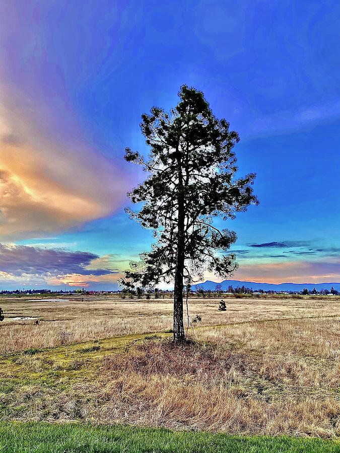 Lone Tree with Strong Aura Photograph by Michael Oceanofwisdom Bidwell