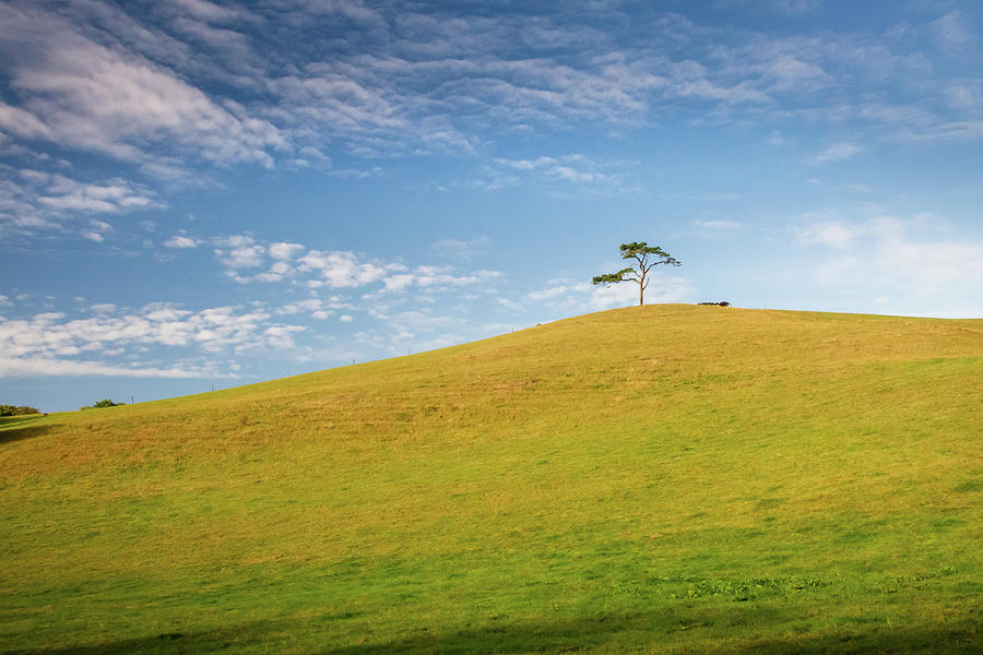 Lone Tree, Yellow Hill Photograph by Mark Callanan