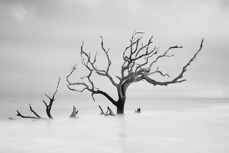 Lone Tree Zen Like Image Photograph by Frozen in Time Fine Art Photography