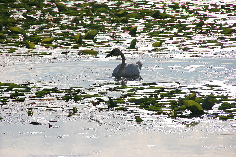 Lone Trumpeter Photograph by Jairdan Jackson - Fine Art America