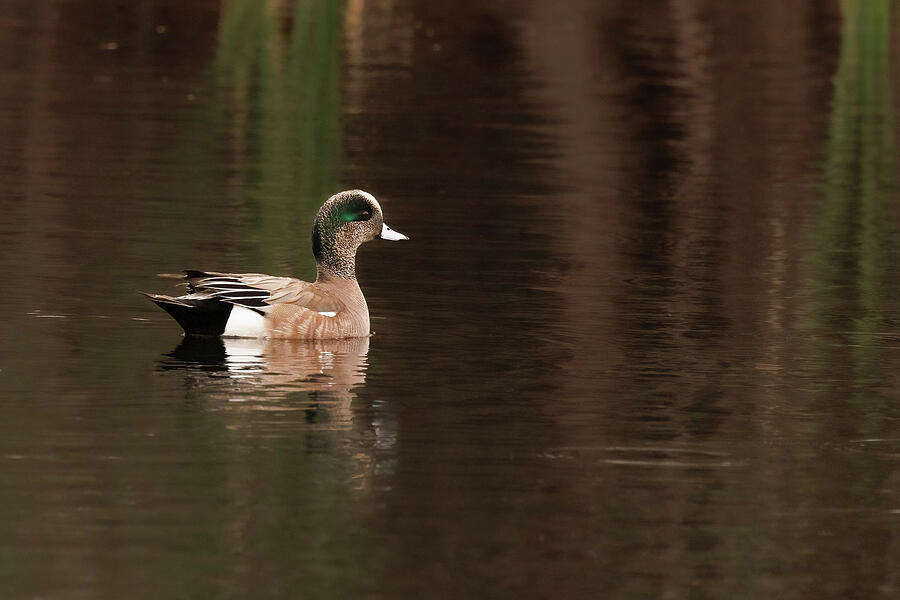 Lone Widgeon Photograph by Jean Noren - Fine Art America